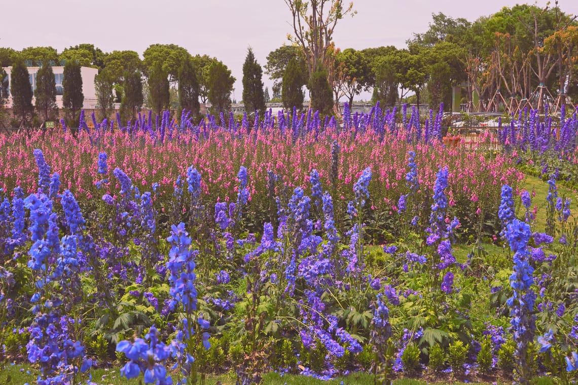 海蒂的花園