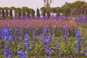 海蒂的花園
